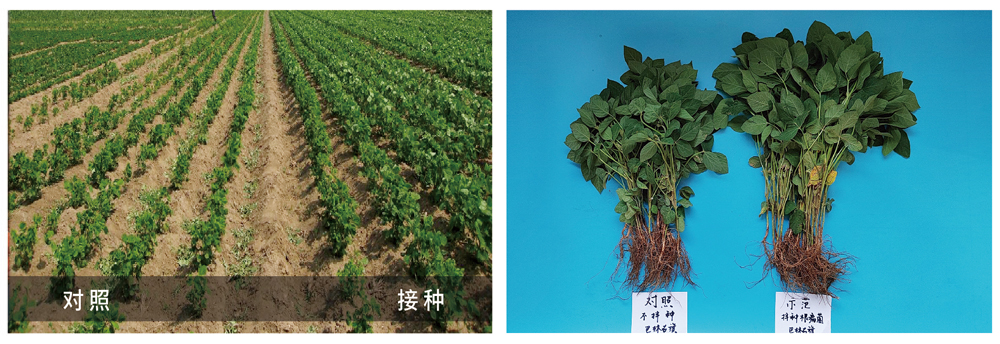 DS视讯生物推进根瘤菌剂应用助力大豆产能提升