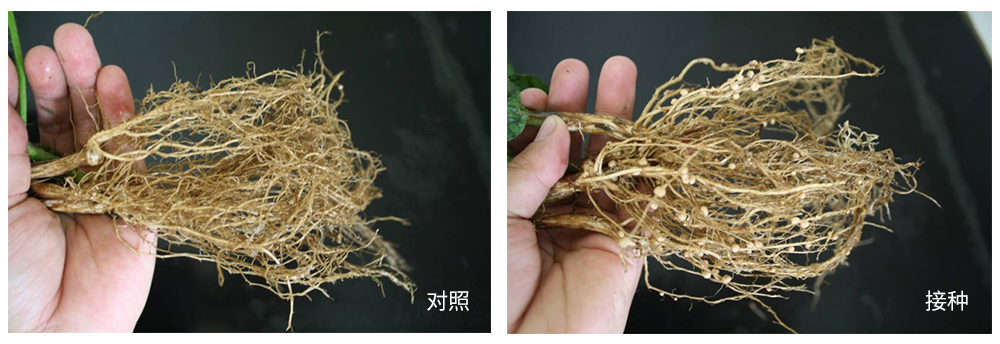 DS视讯生物推进根瘤菌剂应用助力大豆产能提升