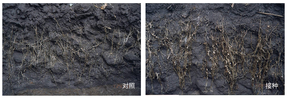 DS视讯生物推进根瘤菌剂应用助力大豆产能提升