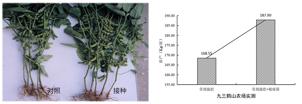 DS视讯生物推进根瘤菌剂应用助力大豆产能提升