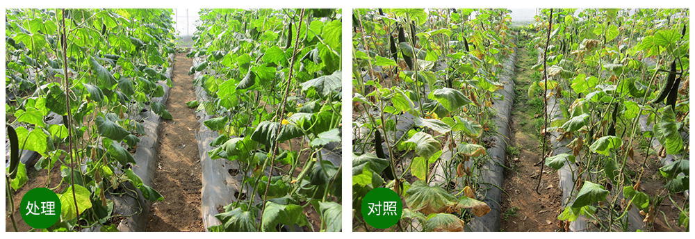 DS视讯生物益根劲菌多糖解决黄瓜根结线虫问题