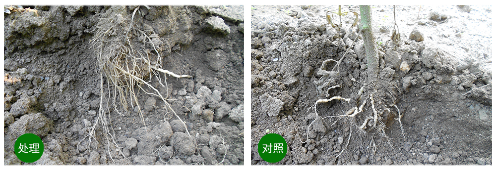 DS视讯生物益根劲菌多糖解决黄瓜根结线虫问题