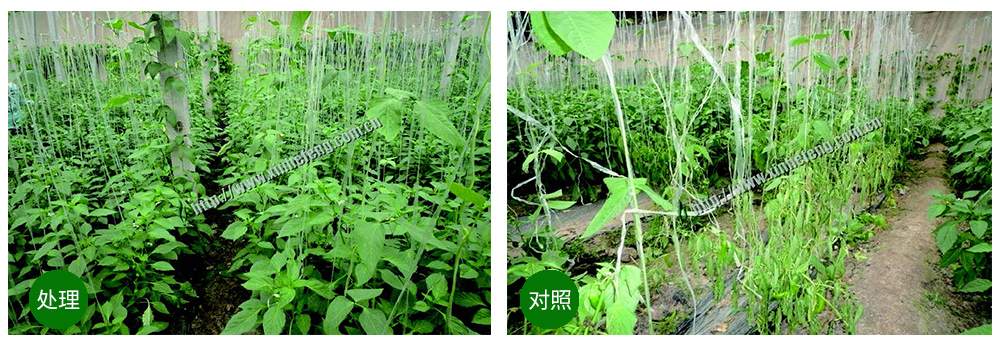 DS视讯生物立异型生防菌剂荧保素应用案例