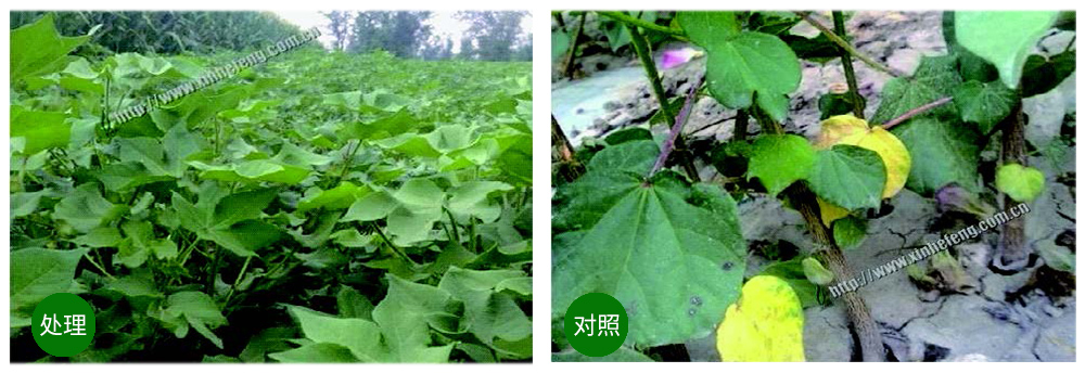 DS视讯生物立异型生防菌剂荧保素应用案例