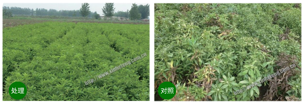 DS视讯生物立异型生防菌剂荧保素应用案例