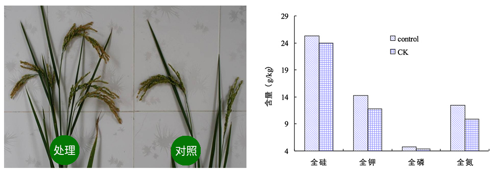 DS视讯生物解硅菌剂助力水稻提质增收