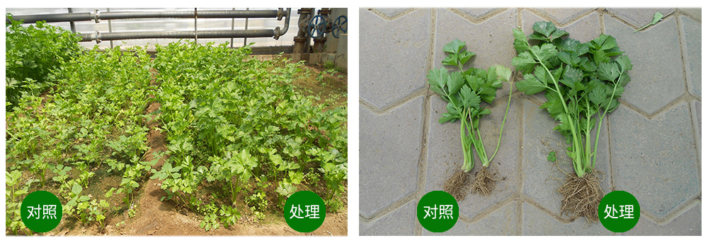 DS视讯生物海葆素让作物“吃”上深海新营养