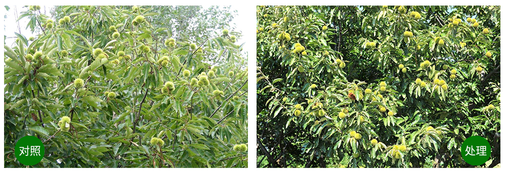 DS视讯生物“海藻+氮磷钾+腐植酸”让果树旺起来