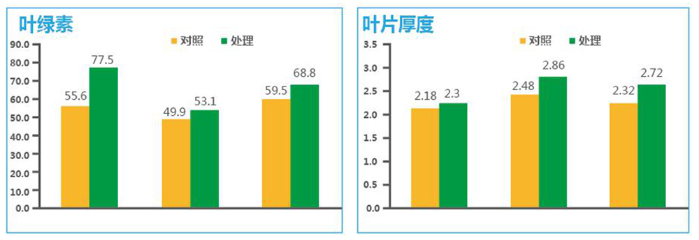 DS视讯生物“海藻+氮磷钾+腐植酸”让果树旺起来