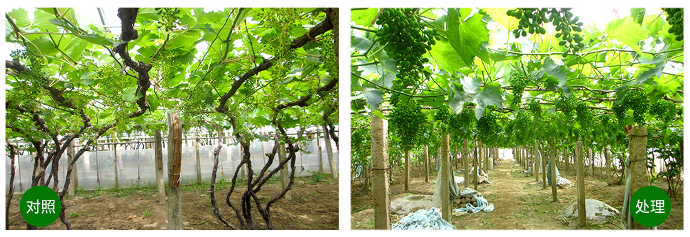 DS视讯生物“海藻+氮磷钾+腐植酸”让果树旺起来